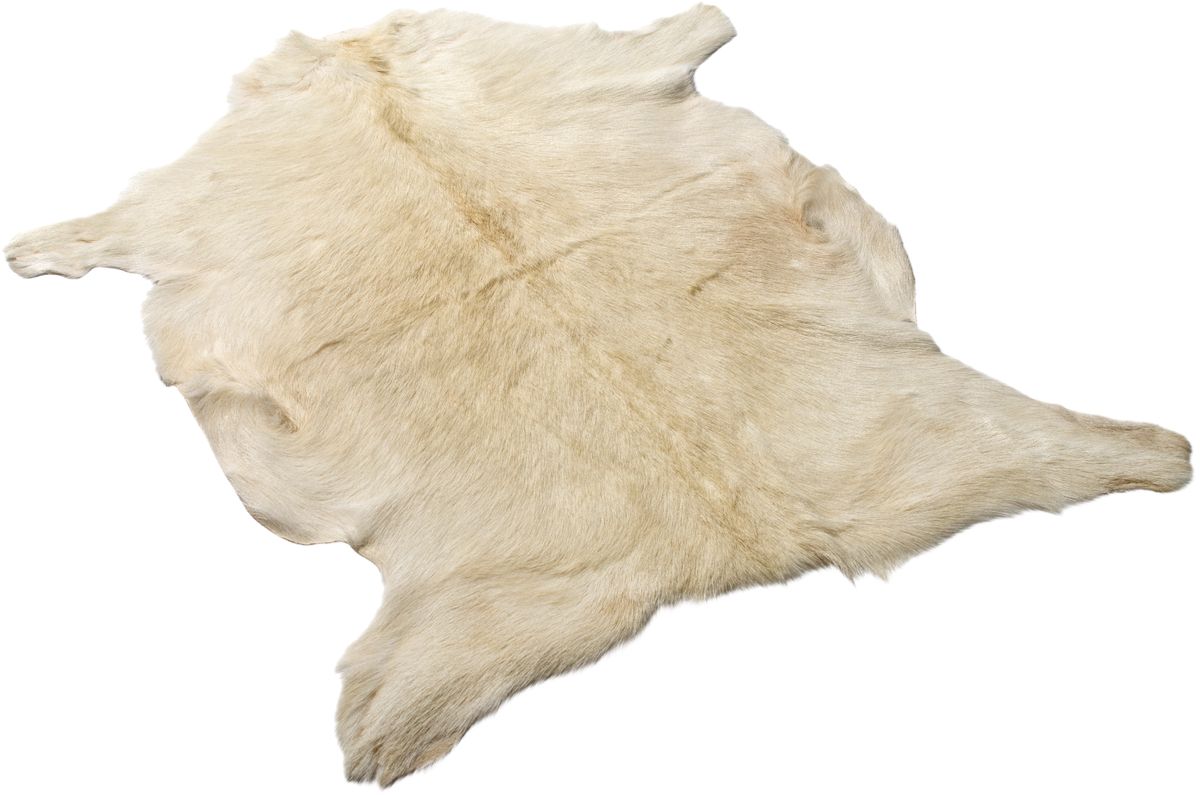 Premium Goat Skin | Short Wool Natural White