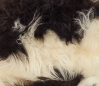 Theo Bench | Icelandic Sheepskin | 140x35x45 cm Spotted