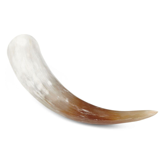 Watusi Cow Horn