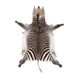 Zebra Hide