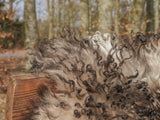 Austrian Sheepskin | Curly | Natural Colors | 90 cm Grey Beige